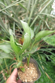 草姿1