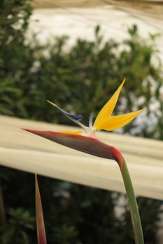 花の様子