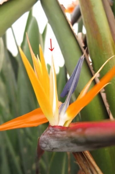 花の様子