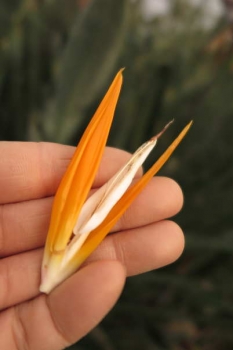 花冠の様子
