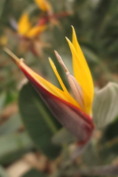 花弁の様子2