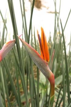 花の様子