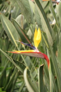 花の様子