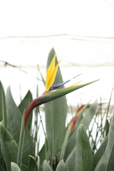花の様子