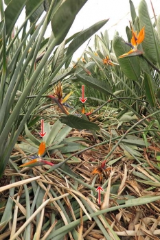 花の様子