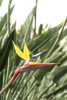 花の様子
