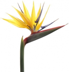 花の様子(参考)