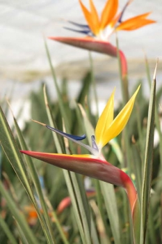 花の様子1