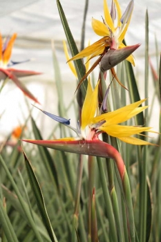 花の様子2