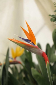 花の様子1
