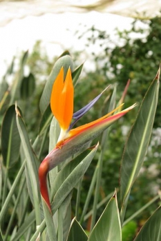 花の様子2