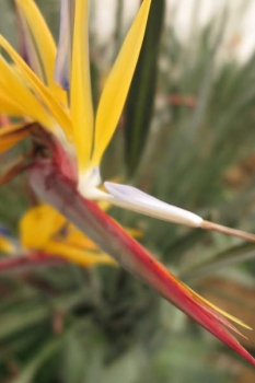 花の様子