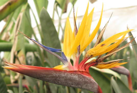 花の様子
