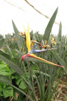 花の様子