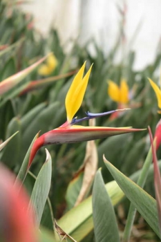 花の様子