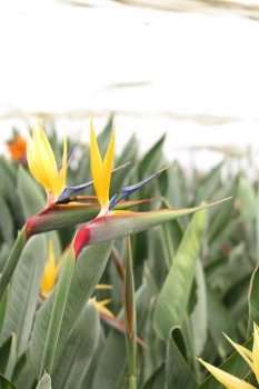 花の様子