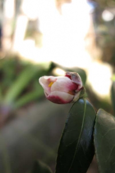 花の様子