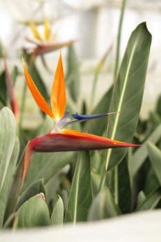 花の様子