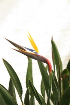 花の様子