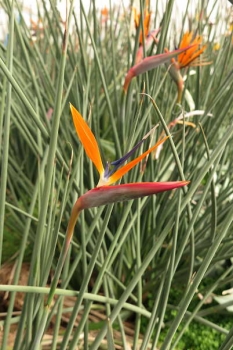 花の様子