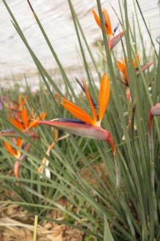 花の様子2