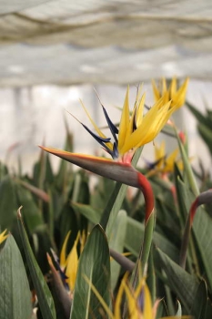 花の様子