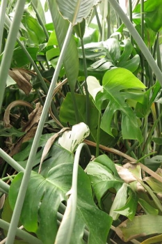 草姿2