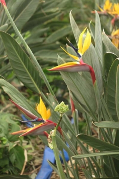 花の様子