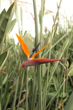 花の様子