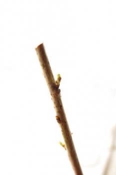桜の芽吹き
