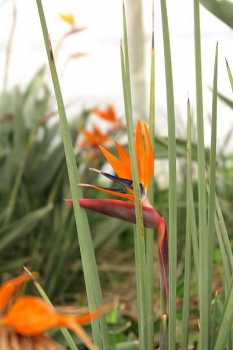 花の様子
