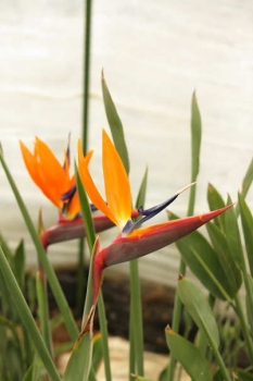 花の様子