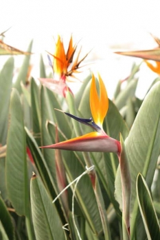 花の様子