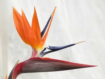 花の様子2