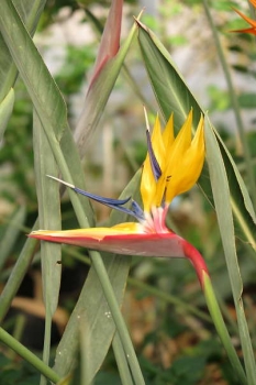 花の様子