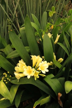 黄色花種