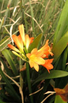橙色花種