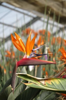 花の様子