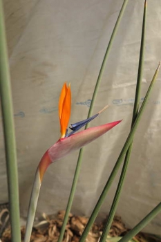 花の様子