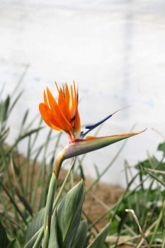花の様子