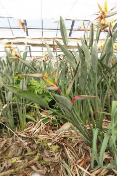 開花の様子