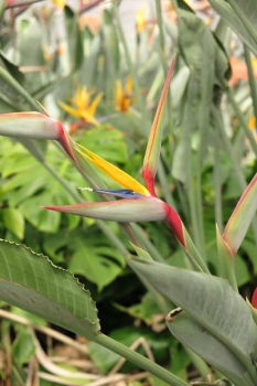 花の様子
