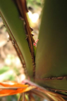 花芽の様子