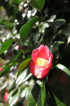 花の様子1