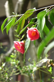 花の様子2