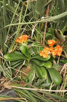 草姿