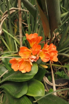 花の様子1