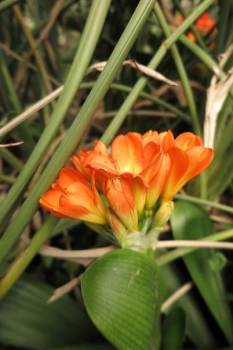 花の様子2
