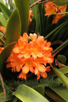 花の様子