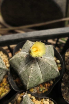 花の様子